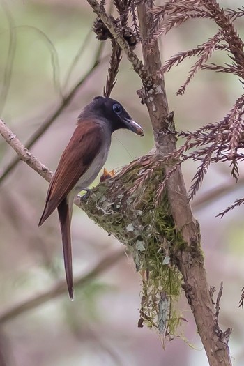 Black Paradise Flycatcher 東京西部 Sat, 7/29/2017