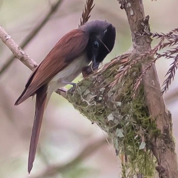 Black Paradise Flycatcher 東京西部 Sat, 7/29/2017