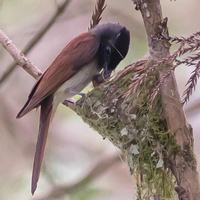 Photo of Black Paradise Flycatcher at 東京西部 by Noki