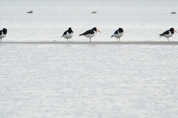 Eurasian Oystercatcher 和白干潟 Sun, 2/13/2022