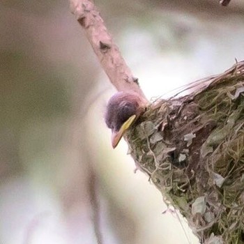 Black Paradise Flycatcher 東京西部 Sat, 7/29/2017