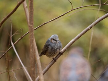 2022年2月14日(月) 東高根森林公園の野鳥観察記録