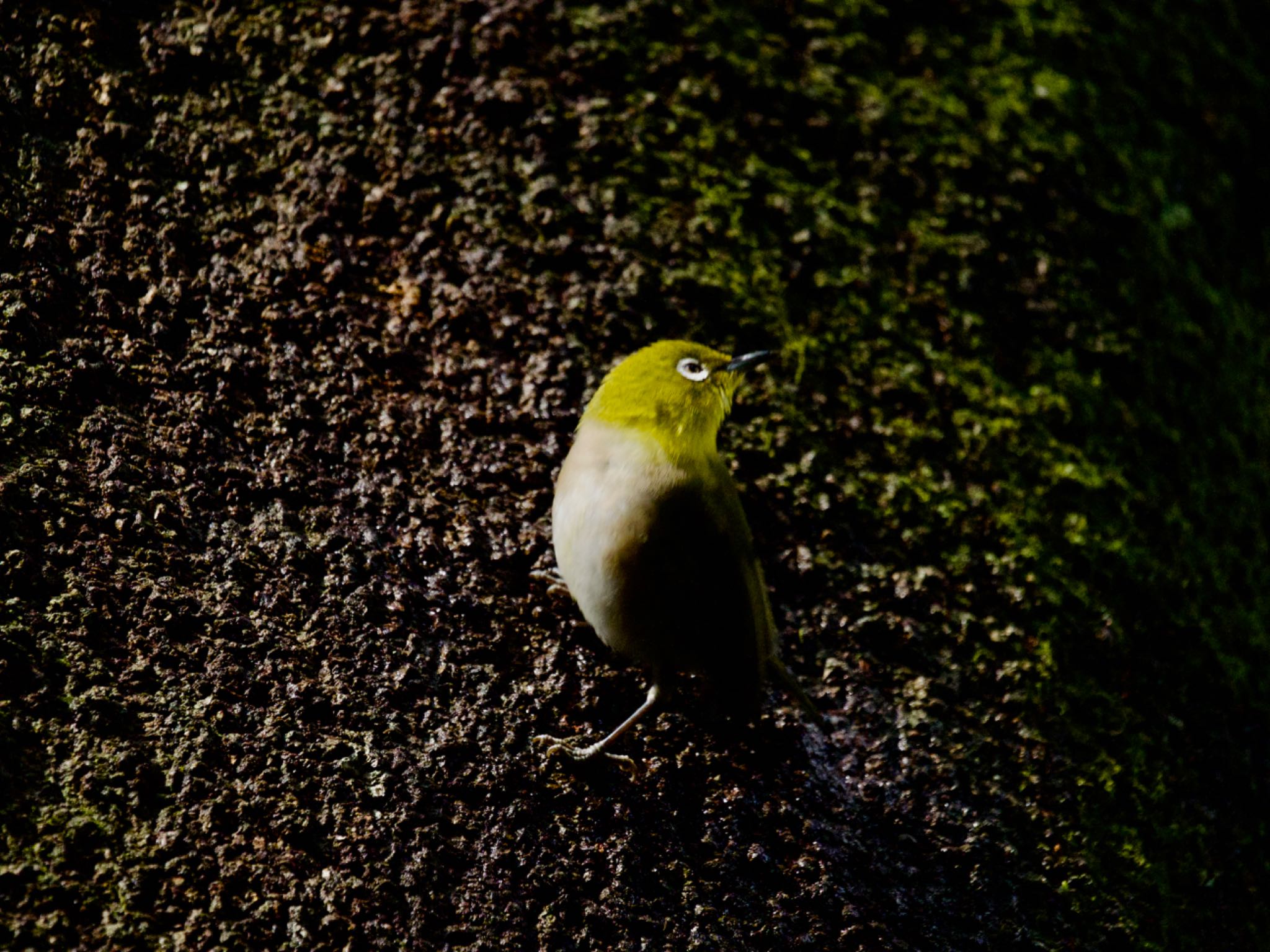 座間谷戸山公園 メジロの写真 by 青い鳥