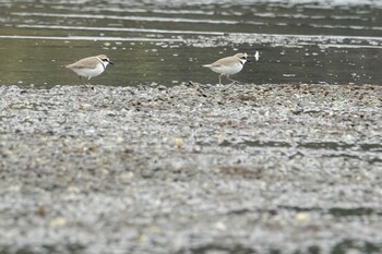 Kentish Plover 和白干潟 Sun, 2/13/2022