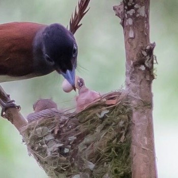 Black Paradise Flycatcher 東京西部 Sat, 7/29/2017