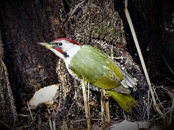 2022年2月14日(月) 舞岡公園の野鳥観察記録