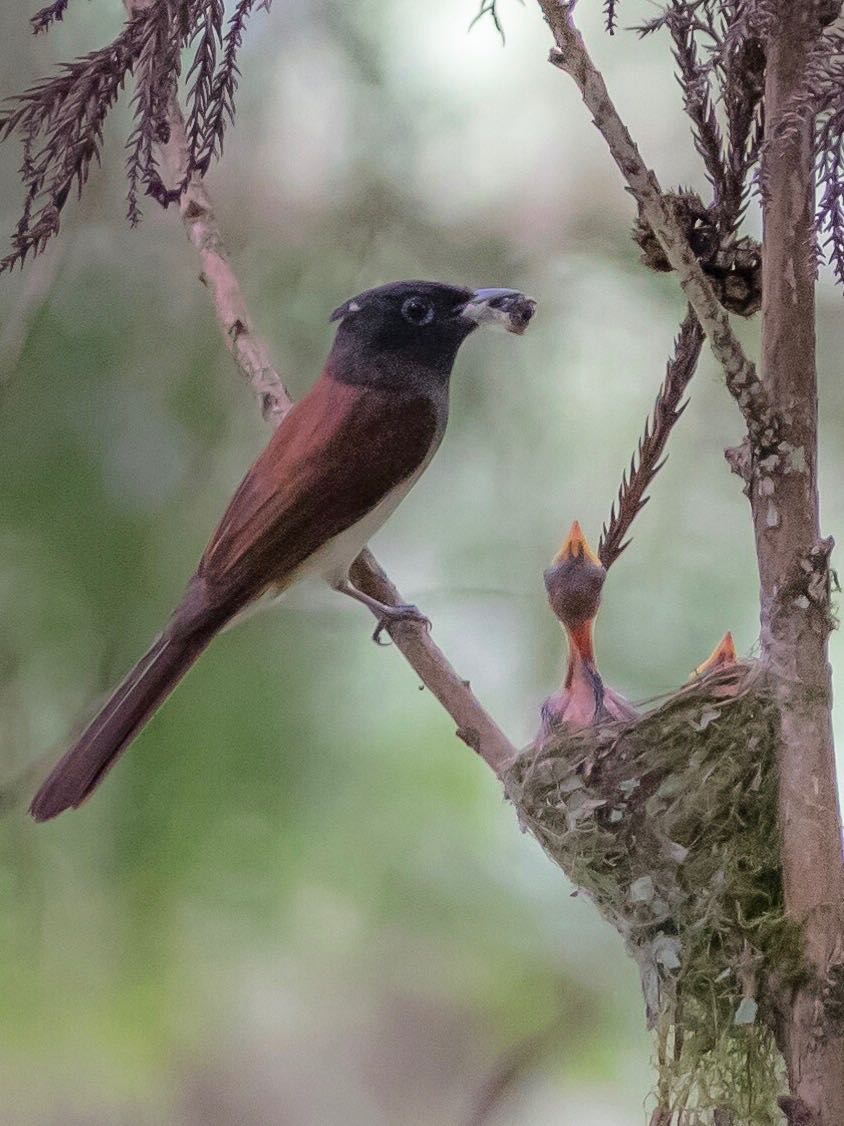 Photo of Black Paradise Flycatcher at 東京西部 by Noki