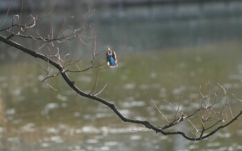 2022年2月14日(月) 万代池の野鳥観察記録