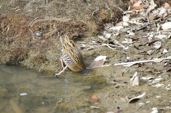 Brown-cheeked Rail 勅使池 Mon, 2/14/2022