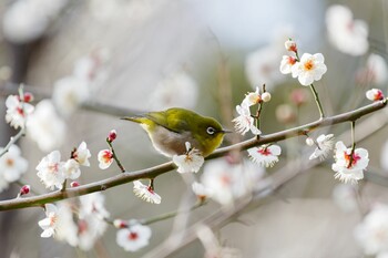 Warbling White-eye 都内市街地 Sat, 2/12/2022