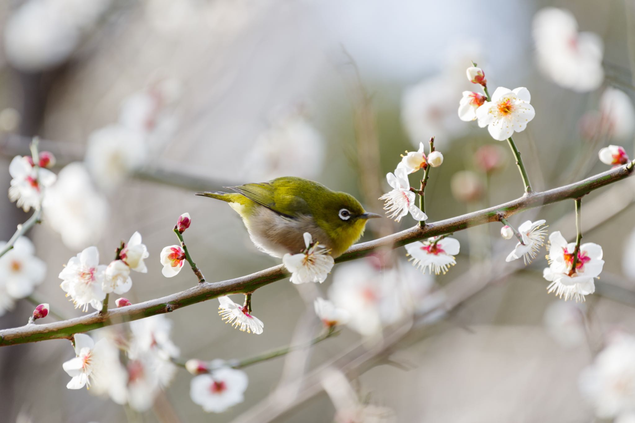 早咲きの白梅は少し散り始めました by Marco Birds