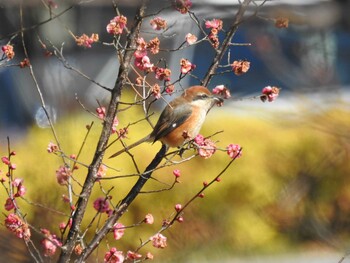 モズ 越谷梅林公園 2022年2月12日(土)