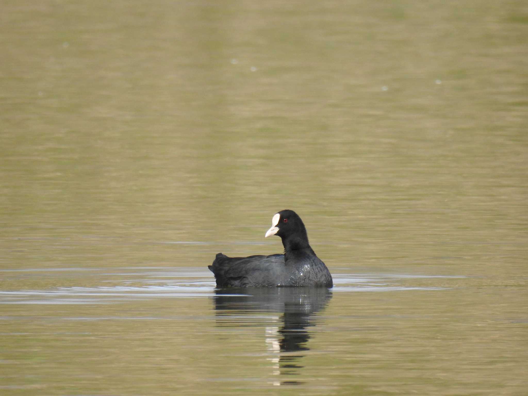 Eurasian Coot