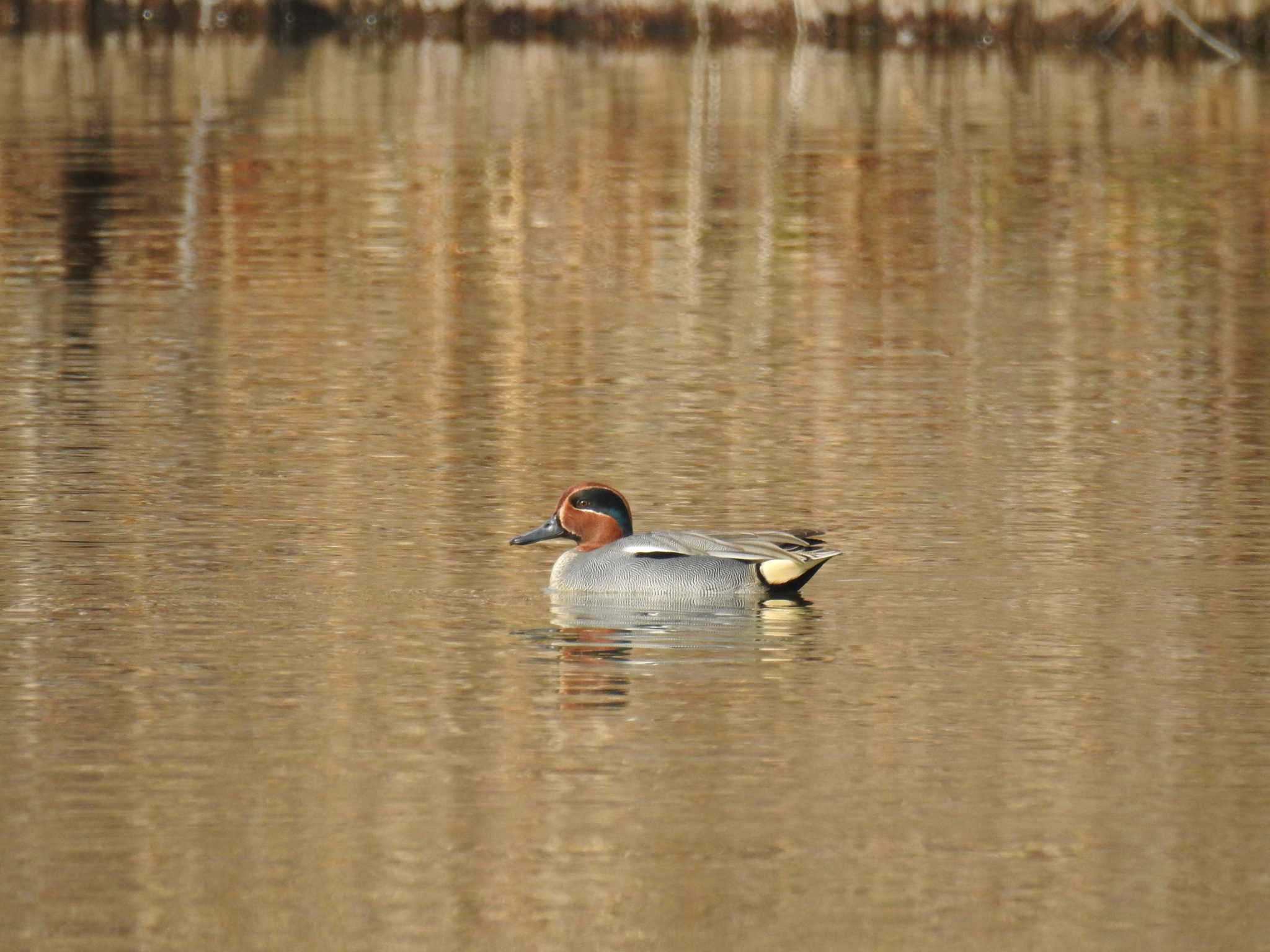 Eurasian Teal