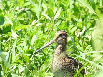 未同定 場所が不明 2017年9月6日(水)