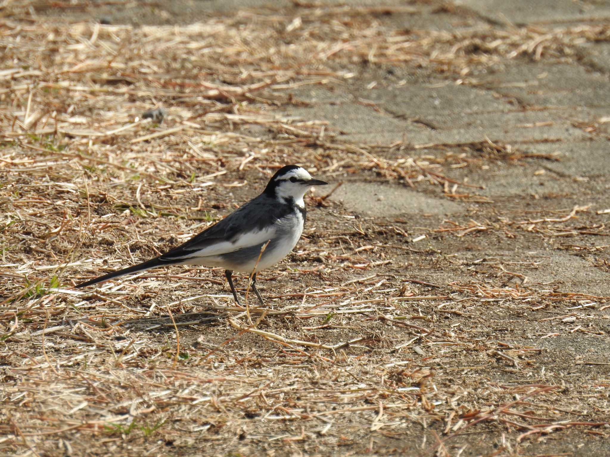 White Wagtail