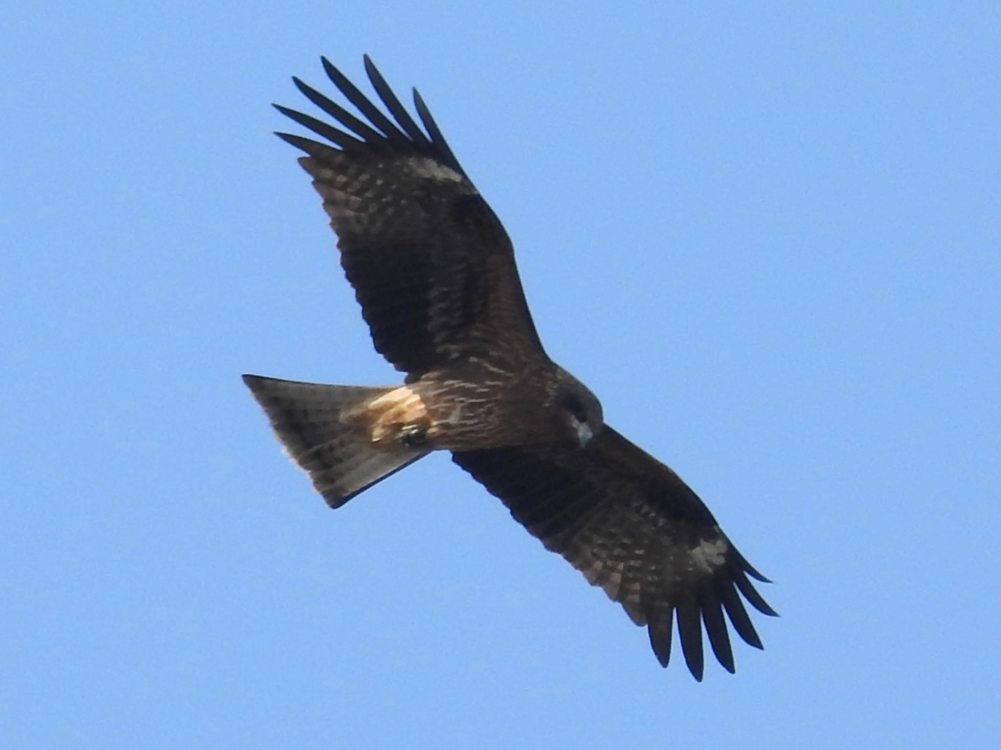 Black Kite