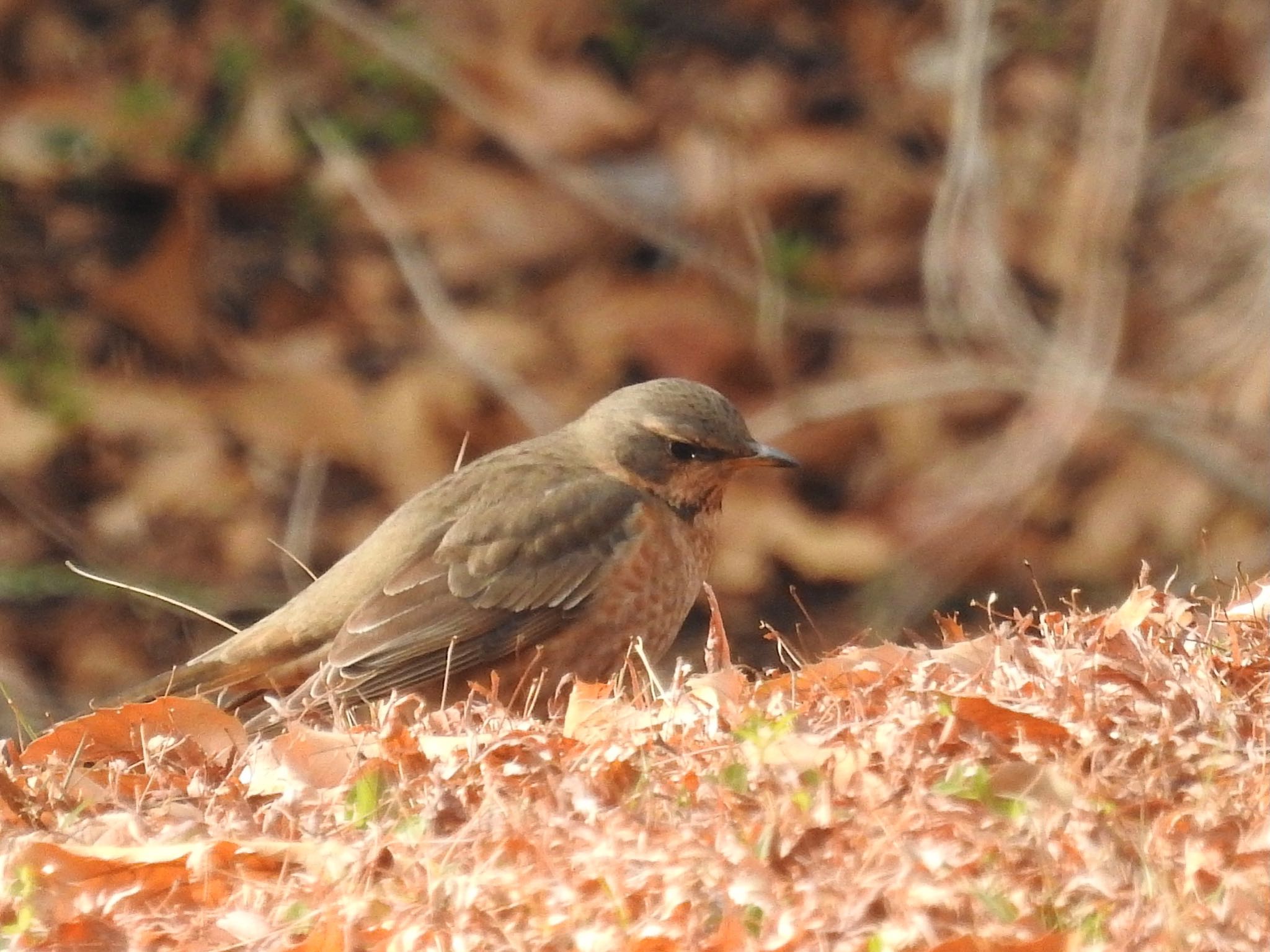 Naumann's Thrush