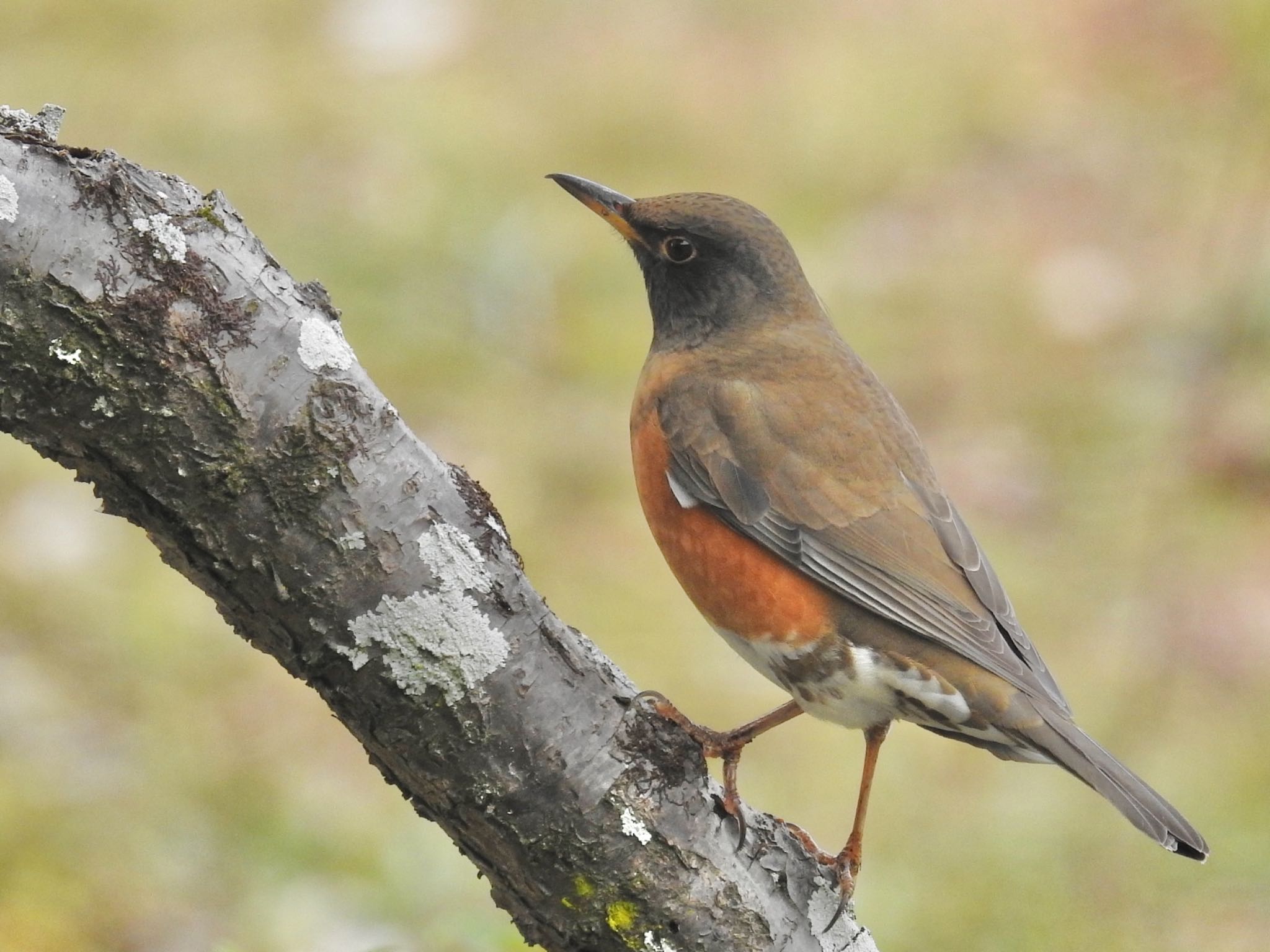 Brown-headed Thrush(orii)