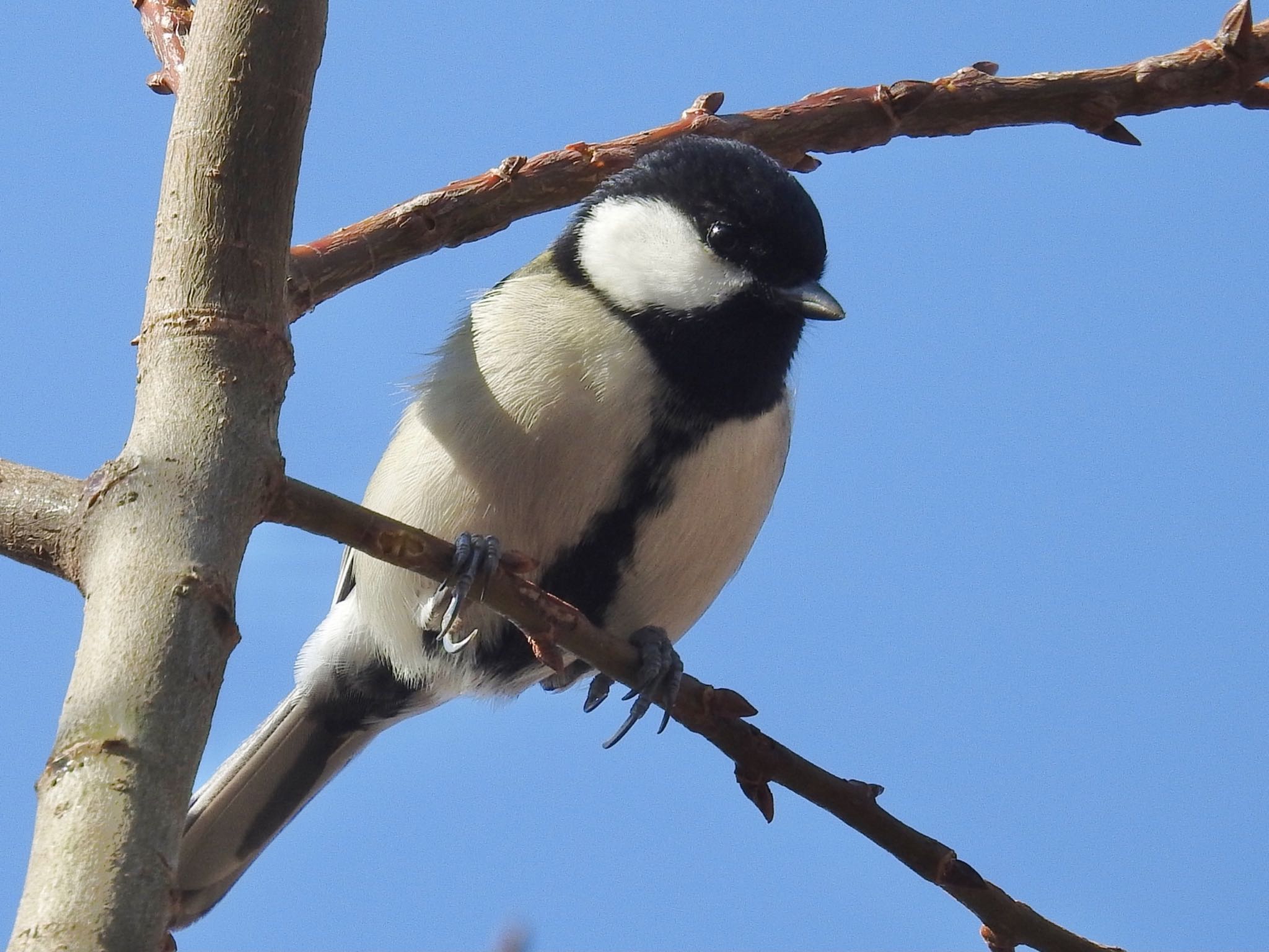 Japanese Tit