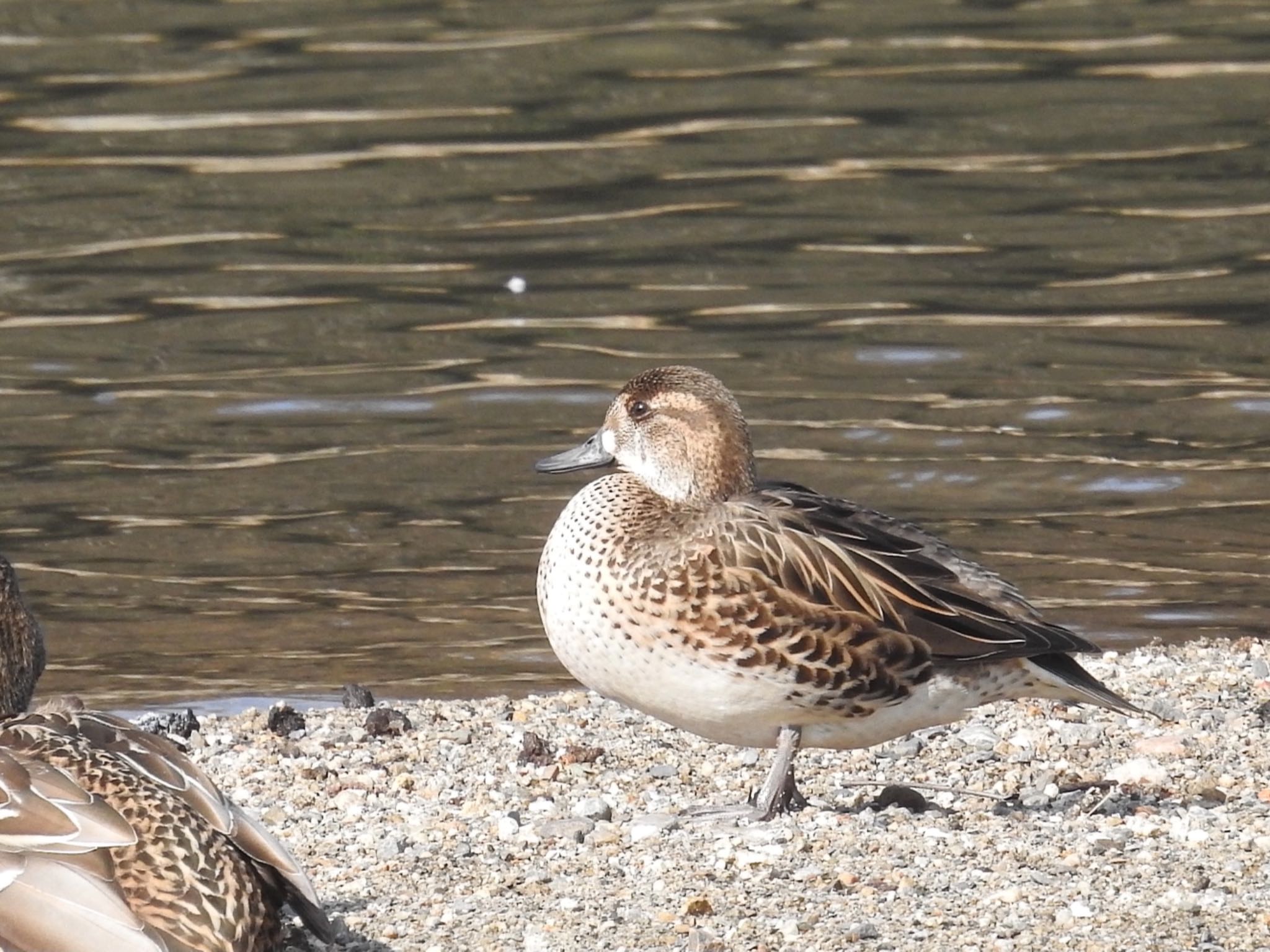 Baikal Teal