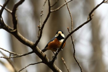 2022年2月13日(日) 井頭公園の野鳥観察記録