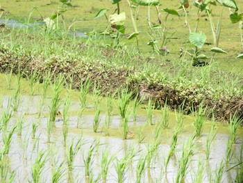 未同定 場所が不明 2017年9月6日(水)