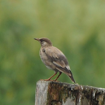 White-cheeked Starling Kasai Rinkai Park Mon, 9/4/2017