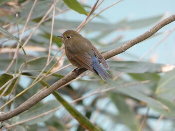 2022年2月14日(月) 早戸川林道の野鳥観察記録