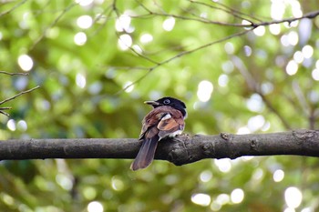 Tue, 9/5/2017 Birding report at 都立猿江恩賜公園