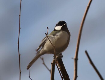 シジュウカラ 岡山県 2022年2月13日(日)