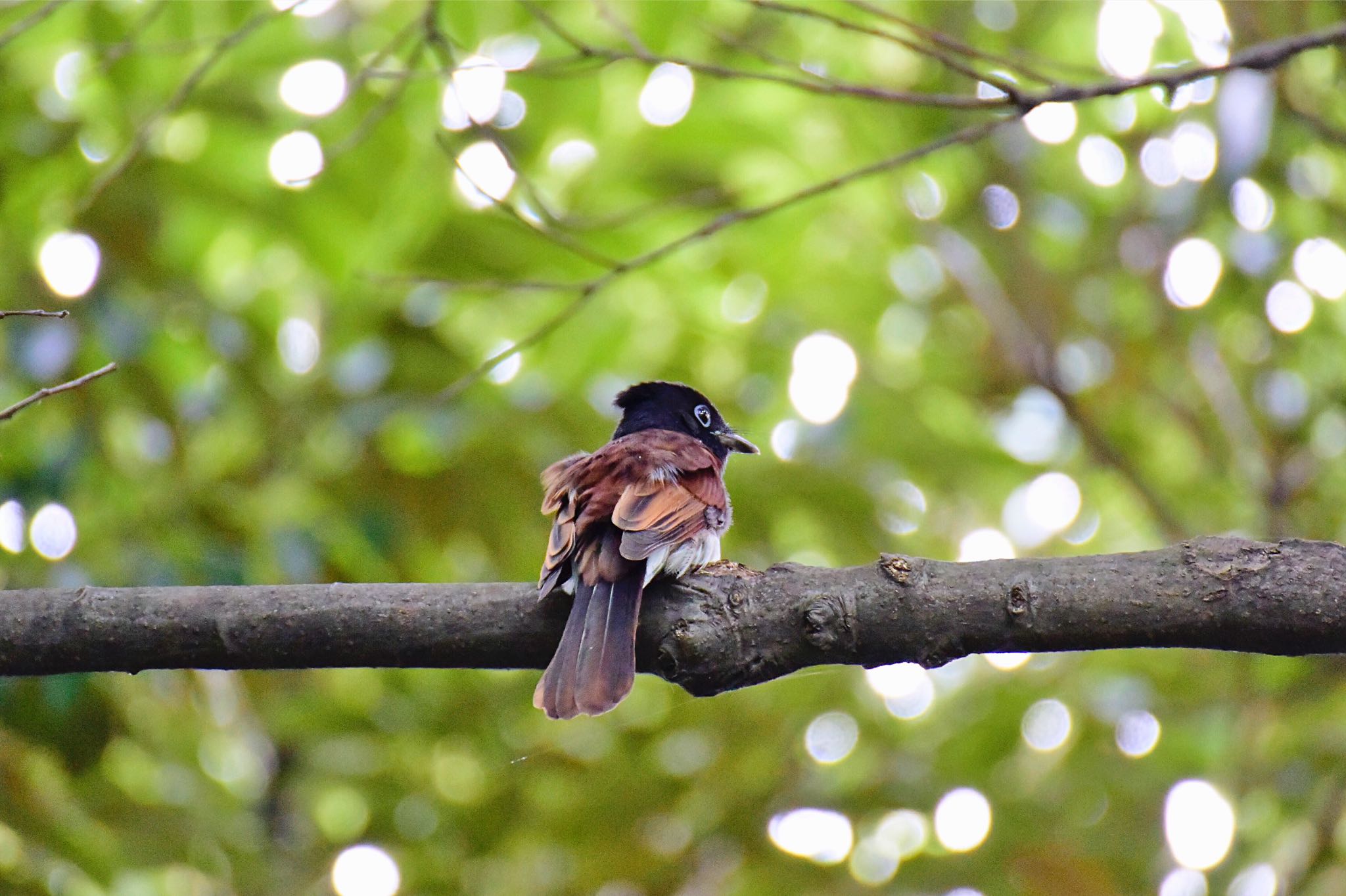 Black Paradise Flycatcher