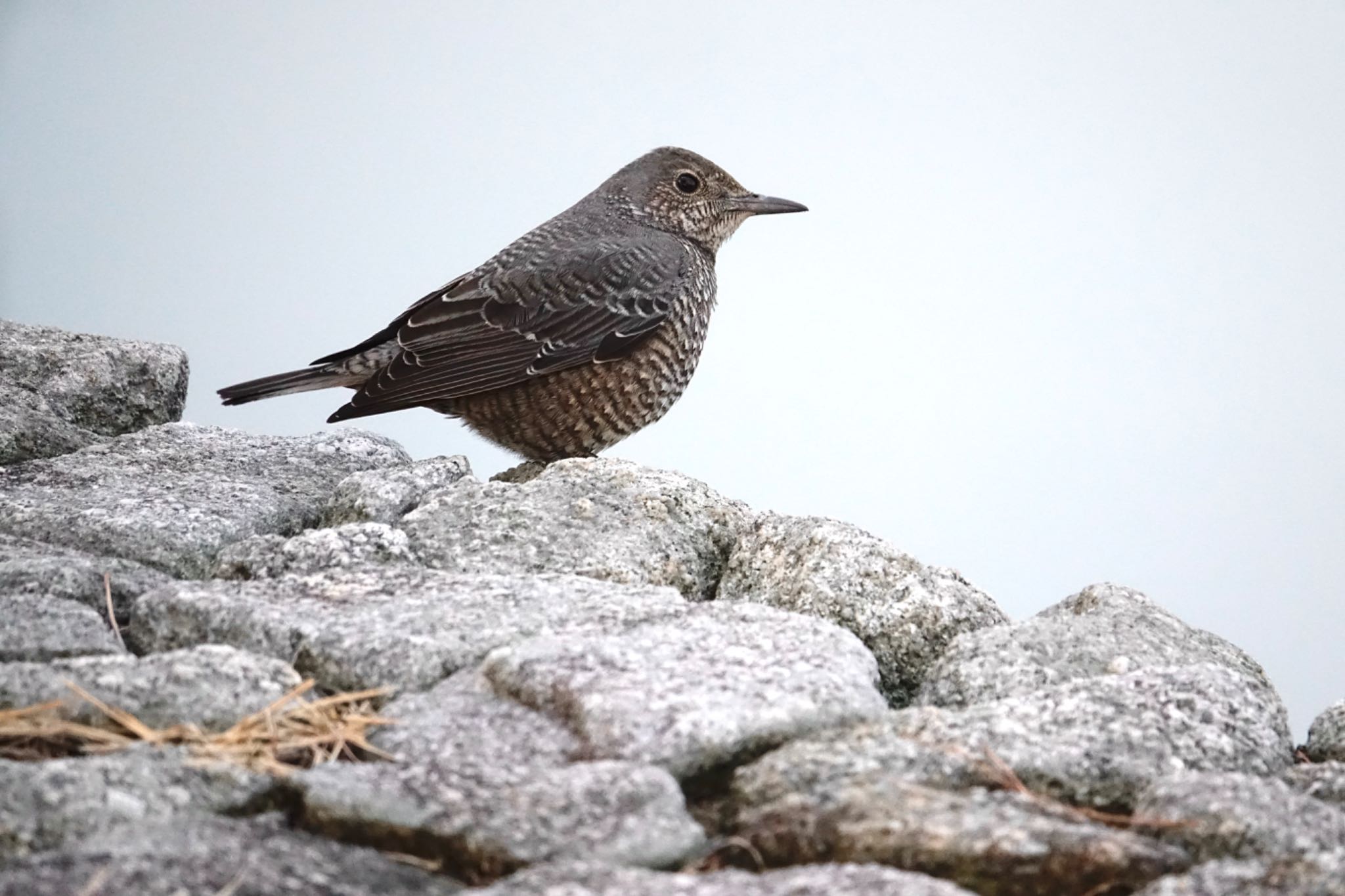 Photo of Blue Rock Thrush at 香椎海岸 by O S