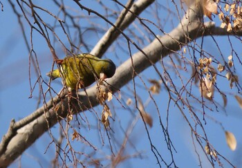 カワラヒワ 岡山県 2022年2月15日(火)