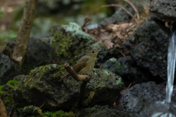 オオルリ 山梨県 2017年9月5日(火)