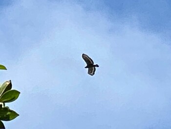 Crested Serpent Eagle Iriomote Island(Iriomotejima) Sat, 9/11/2021