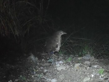 Japanese Night Heron 剣山 Sun, 10/17/2021