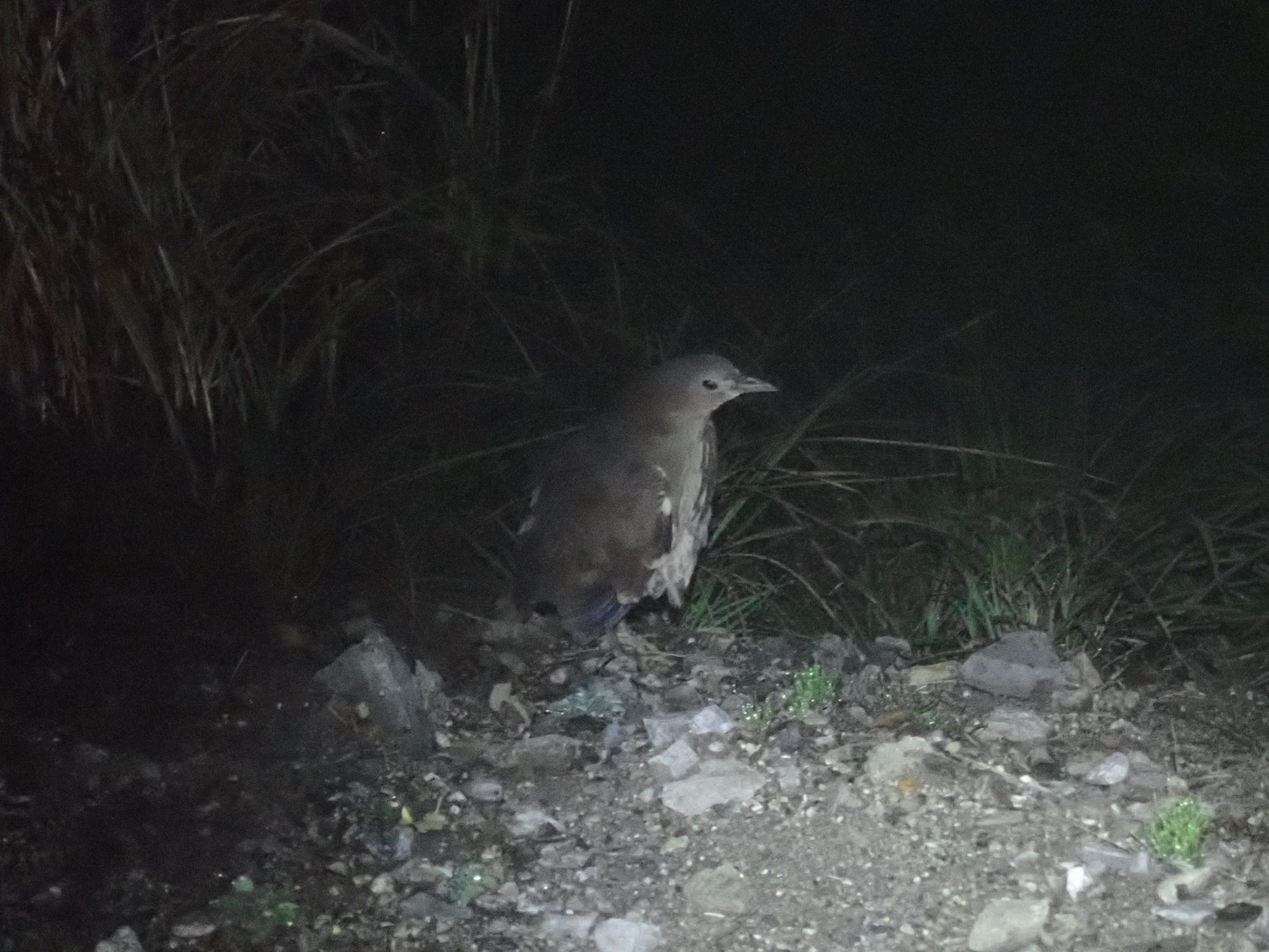 Photo of Japanese Night Heron at 剣山 by 🐟