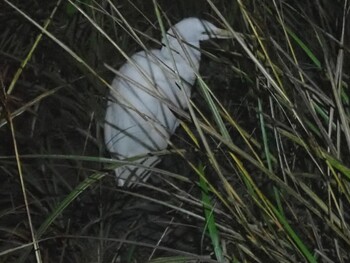 Great Egret(modesta)  剣山 Sun, 10/17/2021