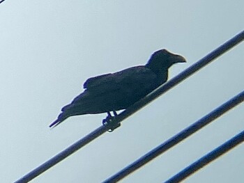 Large-billed crow(connectens) Amami Island(General) Fri, 12/24/2021