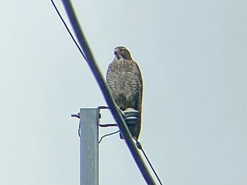 2021年12月24日(金) 奄美大島の野鳥観察記録