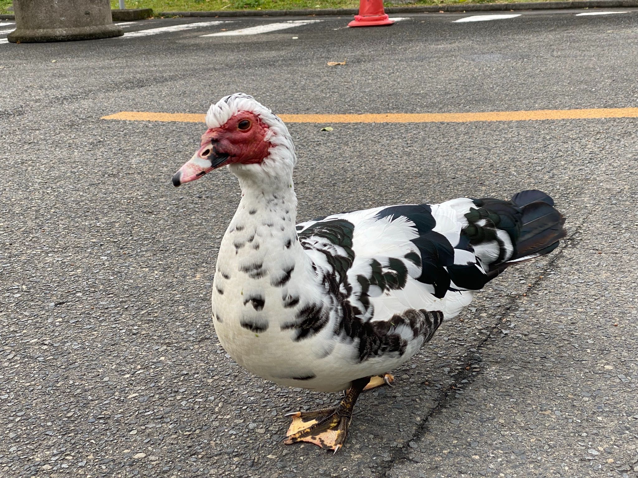 Photo of バリケン at Amami Island(General) by 🐟