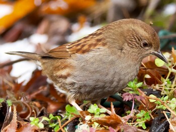 Japanese Accentor Hayatogawa Forest Road Mon, 2/14/2022