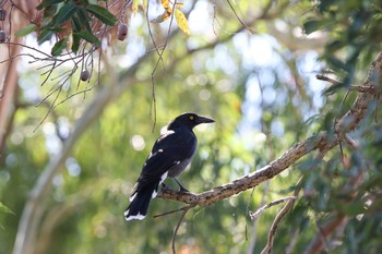 Pied Currawong Lake Colac Wed, 2/8/2017