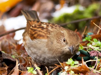 Japanese Accentor Hayatogawa Forest Road Mon, 2/14/2022