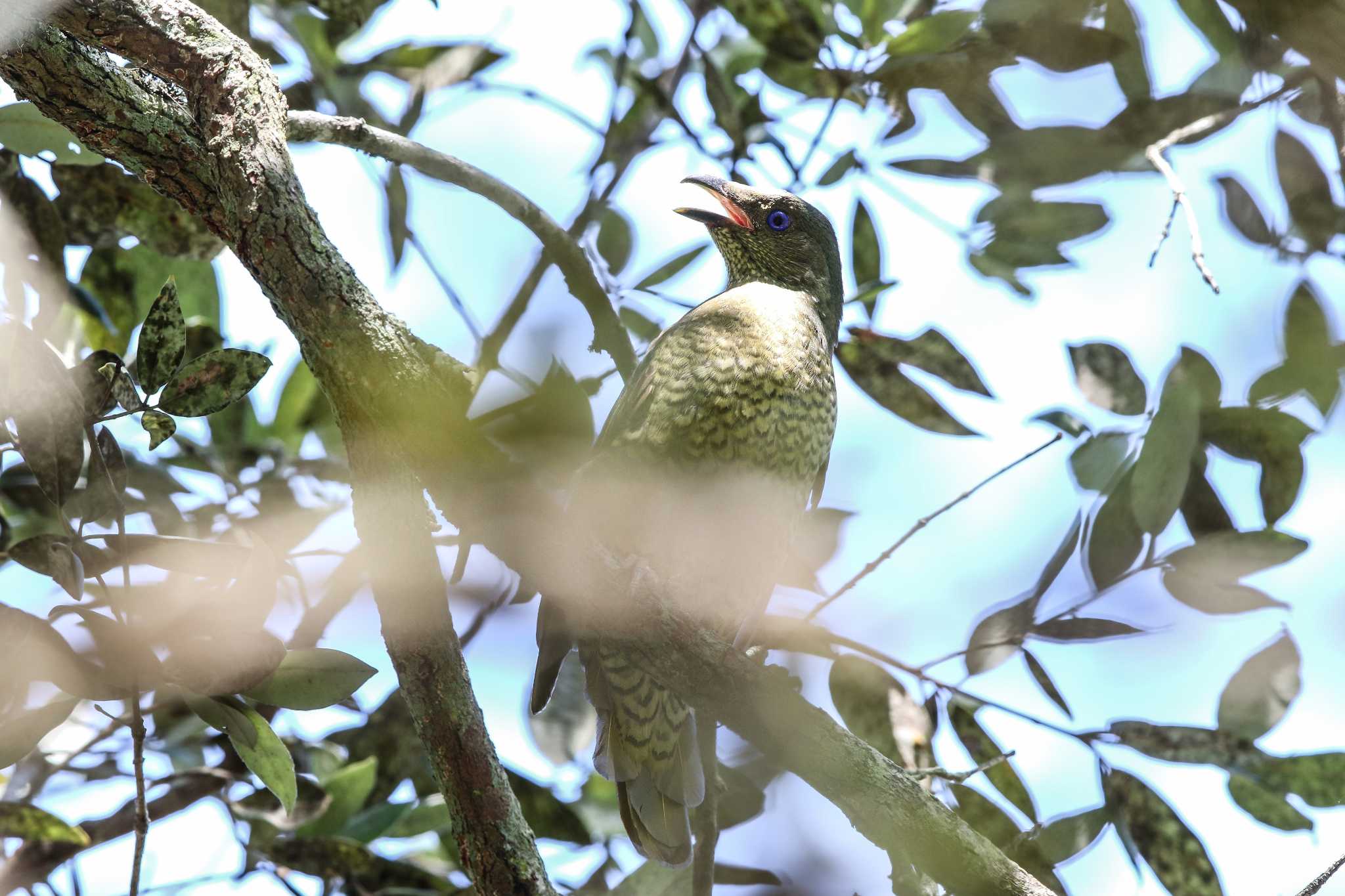 Photo of Satin Bowerbird at Royal National Park by Trio