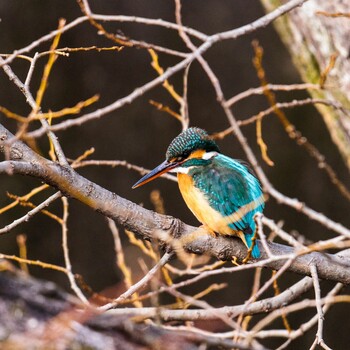 Common Kingfisher 愛知県豊明市 Mon, 2/14/2022