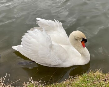 コブハクチョウ 香東川・峰山公園 2021年2月19日(金)