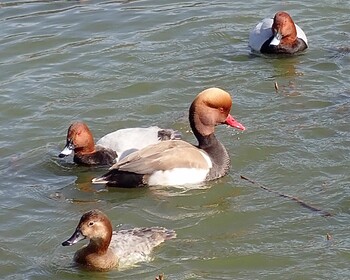 Red-crested Pochard Osaka Tsurumi Ryokuchi Thu, 2/25/2021