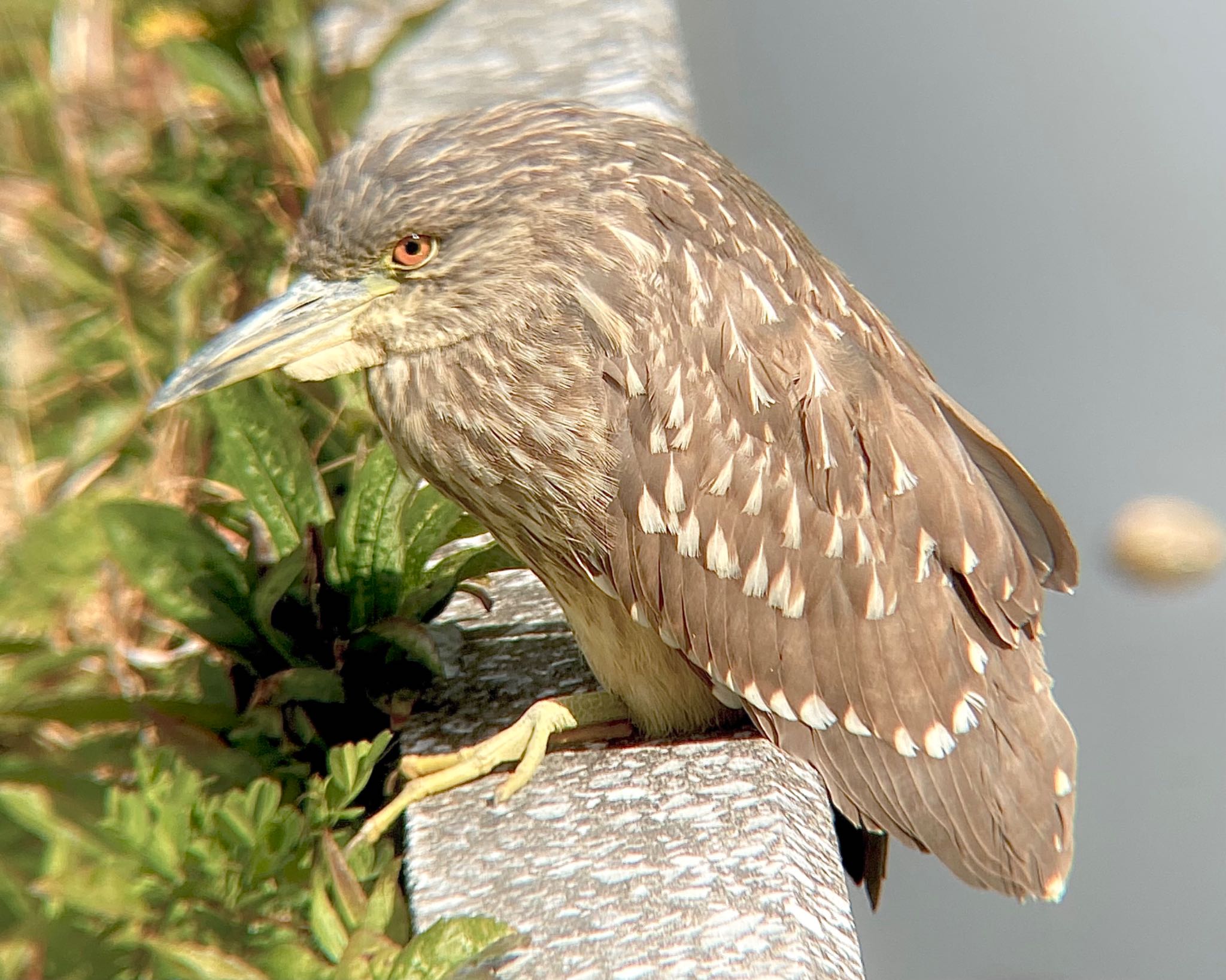 Black-crowned Night Heron